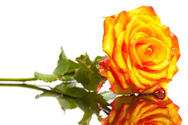 Sárga rózsa elszigetelt fehér alapon — Stock Fotó