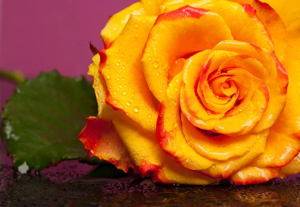 Gele roos op roze achtergrond — Stockfoto