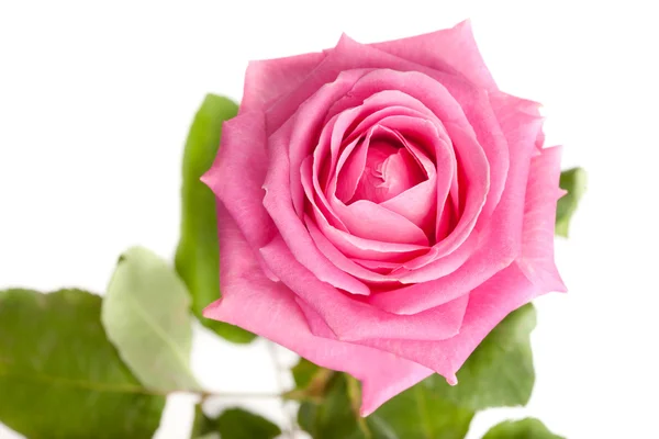Pink Rose geïsoleerd op witte achtergrond — Stockfoto