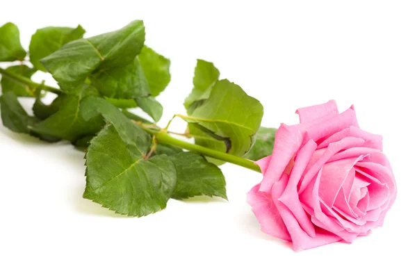 Rosa Rosa isolata su sfondo bianco — Foto Stock