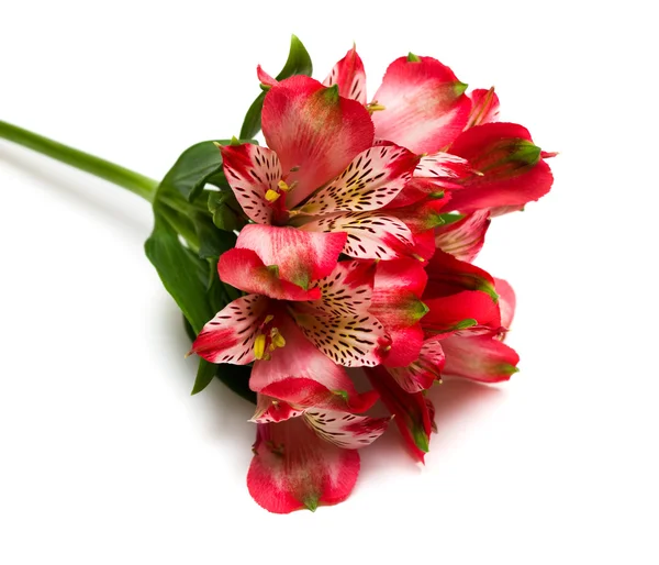 Beyaz arkaplanda izole kırmızı çiçekler — Stok fotoğraf