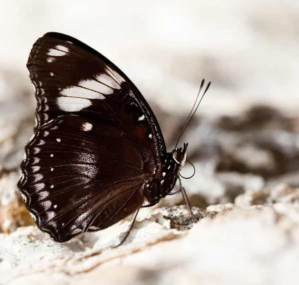Beautiful brown butterfly on stone — Stock Photo, Image