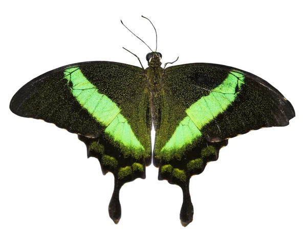 Vlinder geïsoleerd op witte achtergrond — Stockfoto