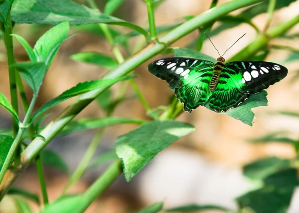 Πεταλούδα στο πράσινο πεδίο — Φωτογραφία Αρχείου