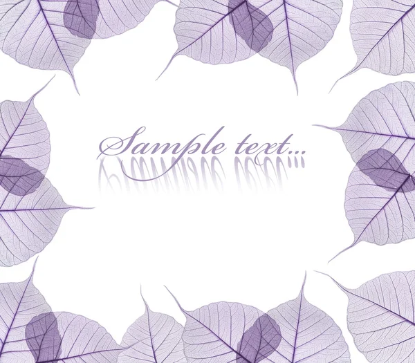 白の背景に分離された紫色の葉 — ストック写真