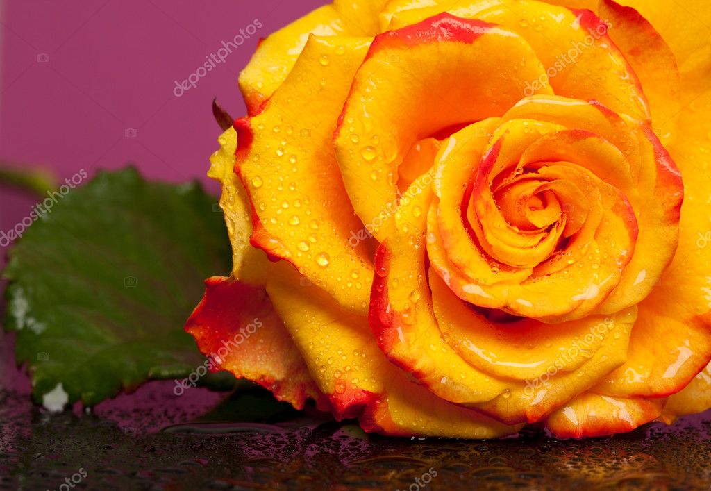 Yellow rose on pink background — Stock Photo © InvisibleViva #3903839