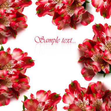 Red flowers isolated on white background clipart