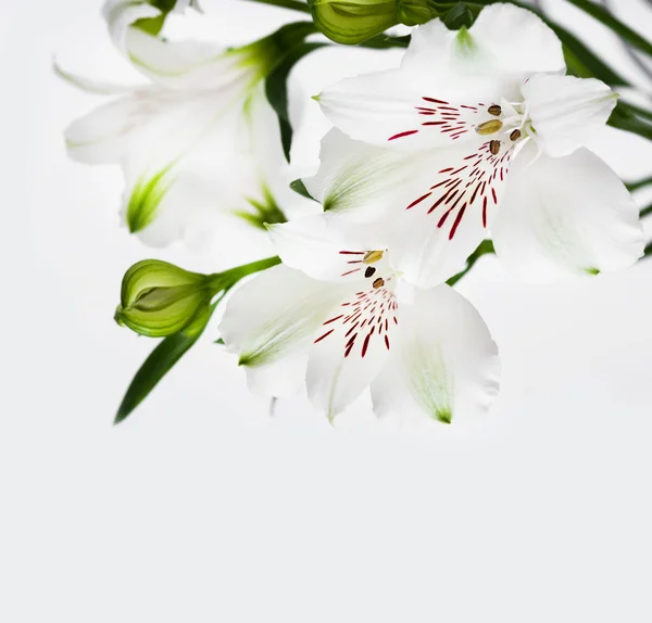 Bílé květy s zelené pupeny — Stock fotografie