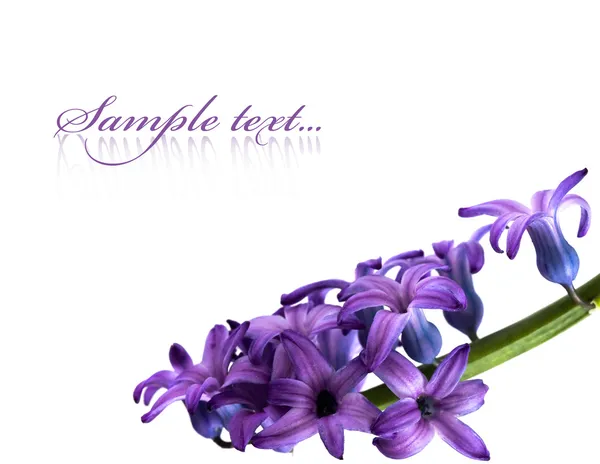 Flores violetas isoladas em fundo branco — Fotografia de Stock