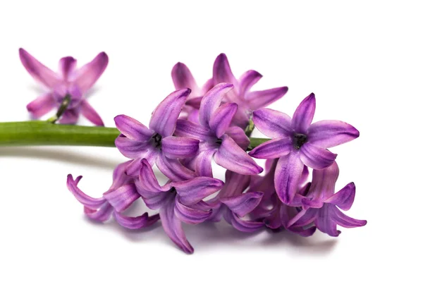 Фиолетовые цветы изолированы на белом фоне — стоковое фото