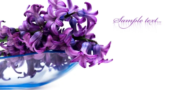 Violet flowers isolated on white background — Stock Photo, Image