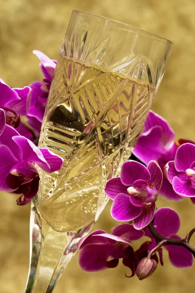 Bicchiere con champagne e orchidea — Foto Stock