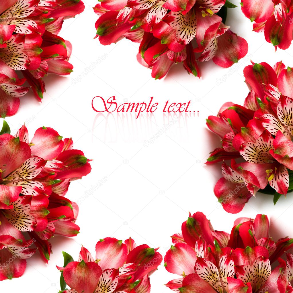 Red flowers isolated on white background