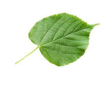 Leaf clipart