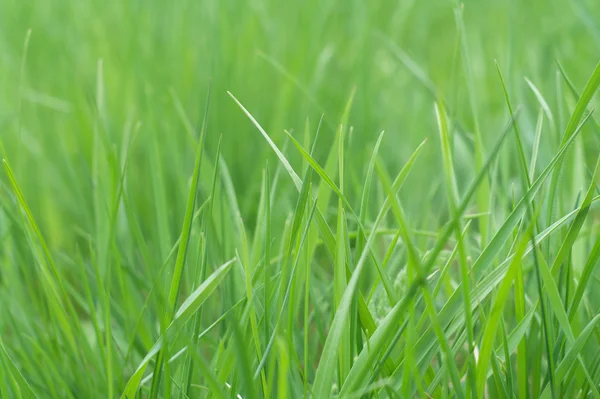 stock image Grass