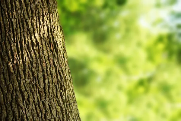 Tronco de árbol — Foto de Stock