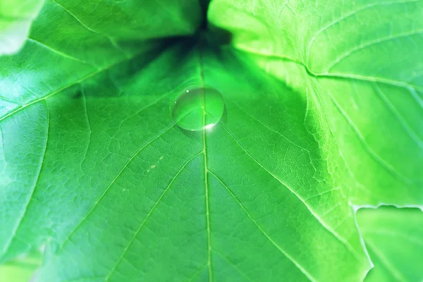 stock image Water drop on green leaf