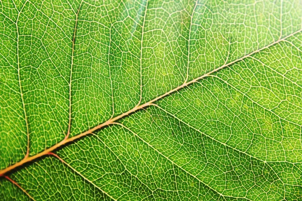 stock image Green Leaf