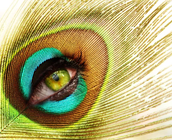 Peacock feather with green eye — Stock Photo, Image