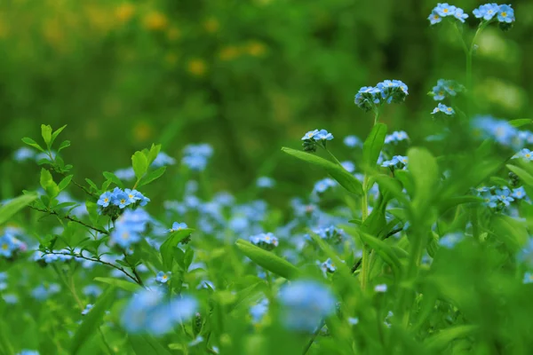 Virágok háttér — Stock Fotó