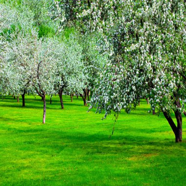 White blossom of apple trees in springtime clipart