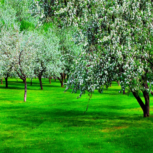 Білий цвіт яблунь навесні — стокове фото