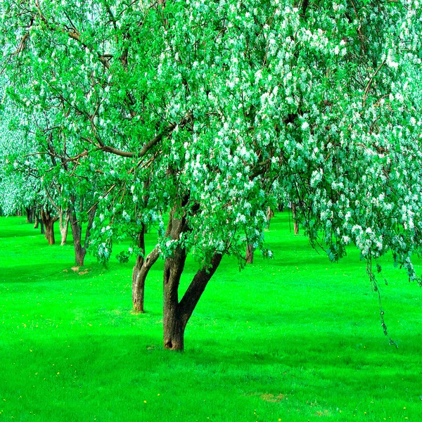 Blommande grön vacker park trädgård under våren — Stockfoto
