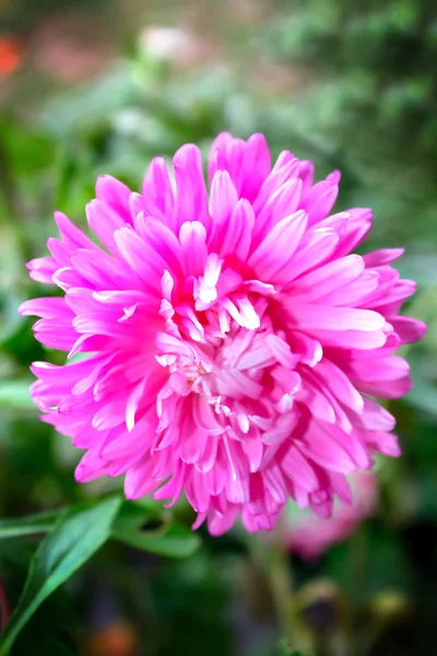 stock image Beauty aster