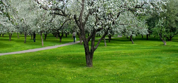 Blossoms on footpath through green forest — Stock Photo, Image