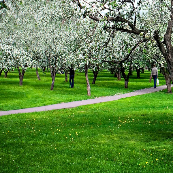 Kwiaty na chodnik przez zielony las — Zdjęcie stockowe