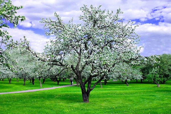 İlkbaharda elma ağaçlarının beyaz çiçekleri — Stok fotoğraf