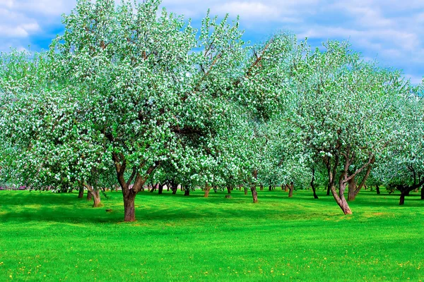 İlkbaharda elma ağaçlarının beyaz çiçekleri — Stok fotoğraf