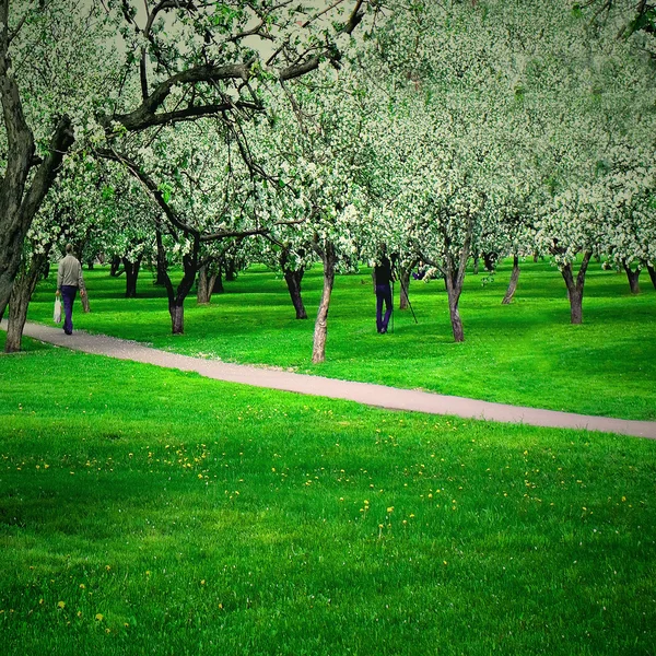 Kwiaty na chodnik przez zielony las — Zdjęcie stockowe