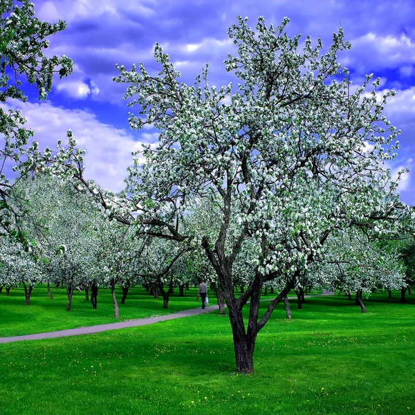 Bloeiende lente bos — Stok fotoğraf