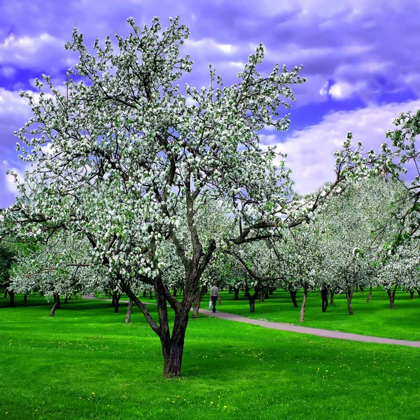 Blühender Frühlingswald — Stockfoto