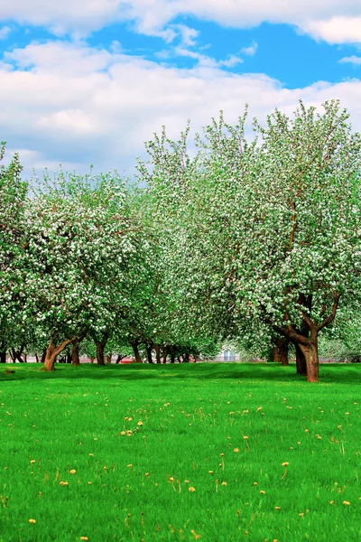 Flor branca de macieiras na primavera — Fotografia de Stock