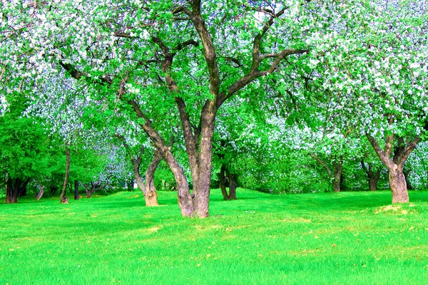 Bílé květy jabloní na jaře — Stock fotografie