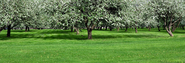 Blooming apple trees garden in spring