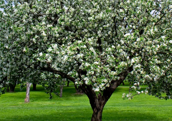 Florescendo macieiras jardim na primavera — Fotografia de Stock