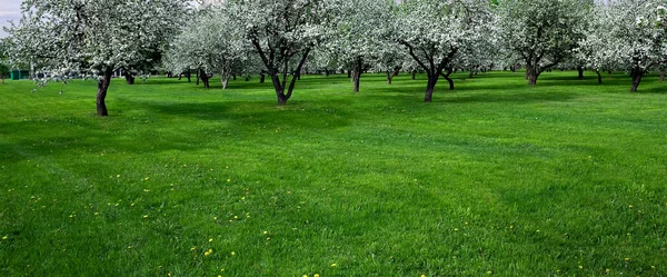 Jardin de pommiers en fleurs au printemps — Photo