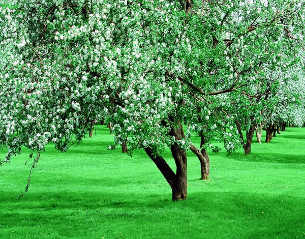 Blooming apple trees garden in spring — Stock Photo, Image