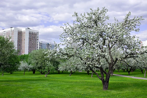 stock image Blooming apple trees garden in spring