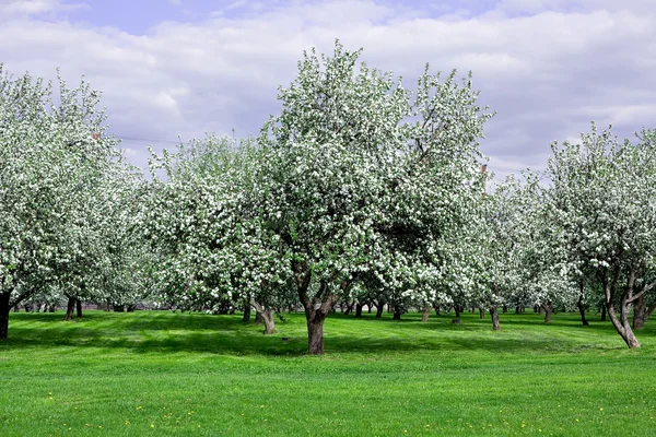 Bloeiende apple bomen tuin in het voorjaar van — Stockfoto