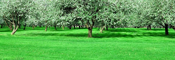 Blommande apple träd trädgård under våren — Stockfoto