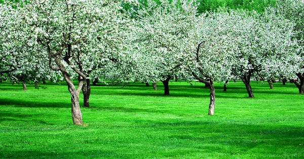 Ανθισμένος κήπος δέντρα μήλο την άνοιξη — Φωτογραφία Αρχείου