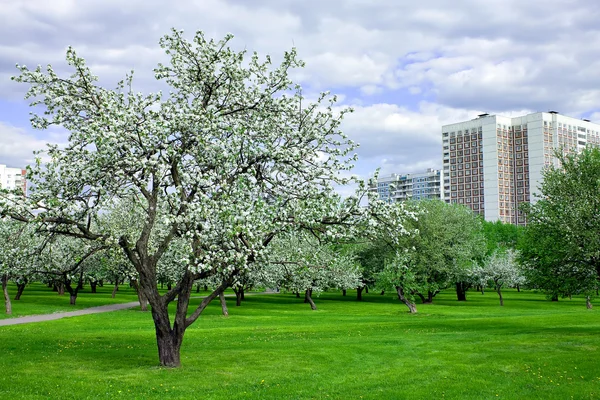 Huerto de manzanos florecientes en primavera — Foto de Stock