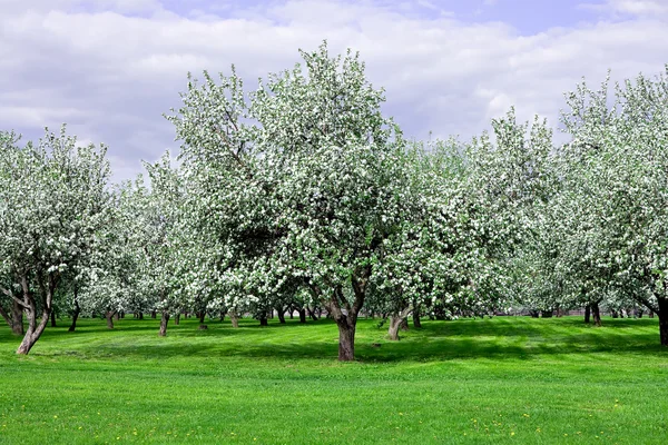 Ilkbaharda çiçek açan elma ağaçları Bahçe — Stok fotoğraf