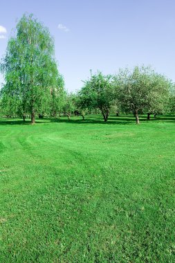 çiçek açan elma ağaçları Bahçe