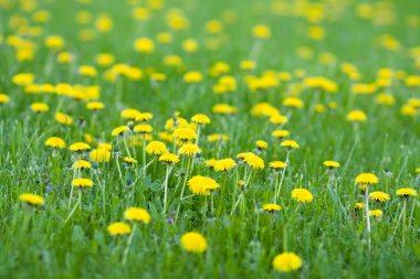 canlı bahar sarı dandelions