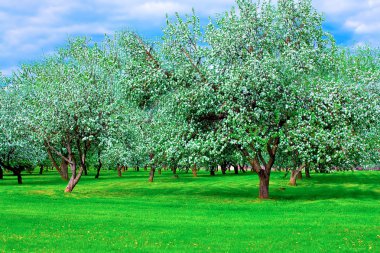 White blossom of apple trees in springtime clipart